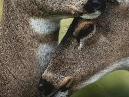 Resting In Loving-Kindness | Rahanni Metta Meditation