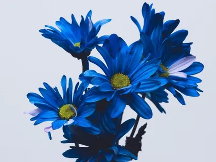 Brilliant Darkness Of Our Essential Nature