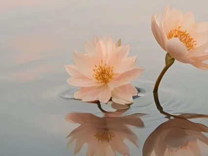 Resting In Stillness