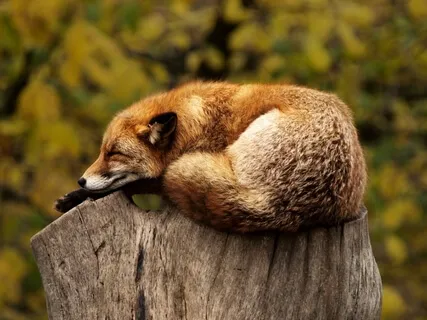 Resting In The Present: Putting Down The Past/Future Briefly