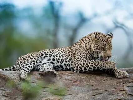 Resting In The Senses And Sensations