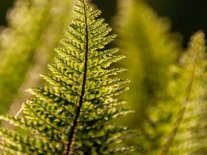 Resting In The Unfolding Now