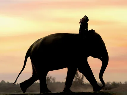 Resting In This Presence: Mindfulness Meditation 