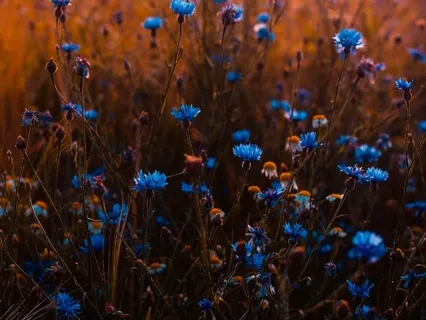 Resting In Your Heart