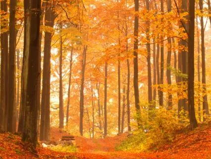 Resting Into Autumn Yoga Nidra