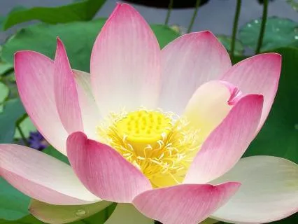 Resting Into Difficult Emotions