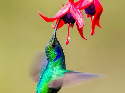 Resting With Allowance