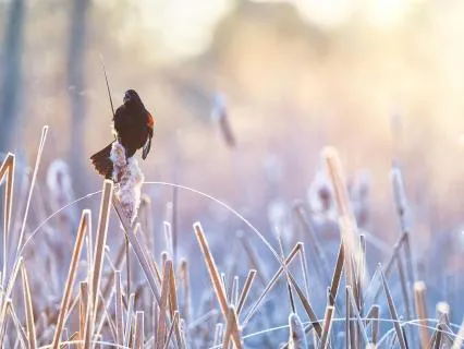 Resting With Red-Winged Blackbirds (8-Hour Sleep Edition)