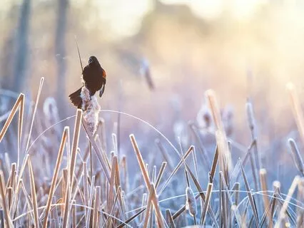 Resting With Red-Winged Blackbirds