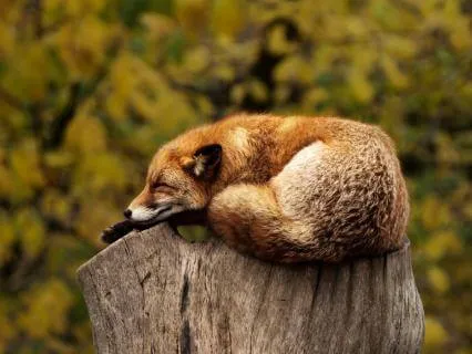 Resting With The Earth: A Gentle Nature  Nidra