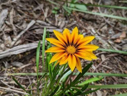 Resting With Your Breath