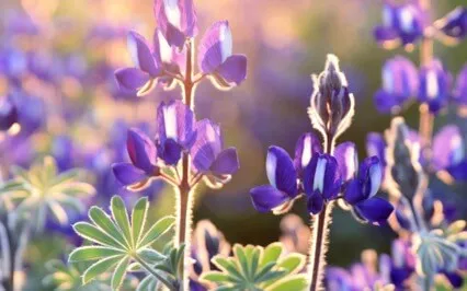 Restorative Meditation For Stress