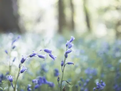 Restorative Meditation 