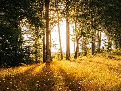 Restorative Piano To Unwind & Relax
