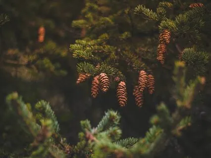 Restorative Pine Trees - Yoga Nidra