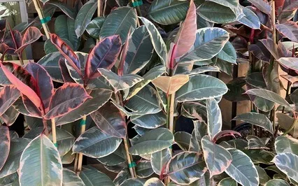 Restorative Yoga Practice For Cleansing