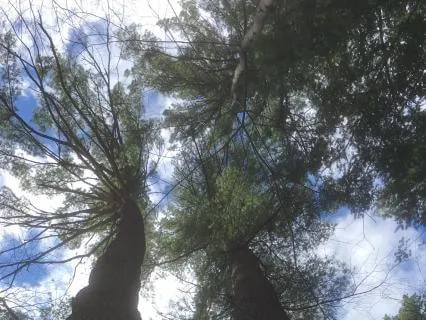 Caregiver's Self-Care Restore!