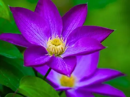 Restore Love And Harmony: Sound Bath & Heart Chakra Chant