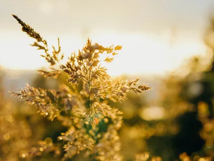 Restore Your Inner Peace