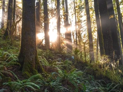 Restoring Positive Emotions (432Hz)