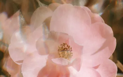 Restoring Your Womb Connection Meditation