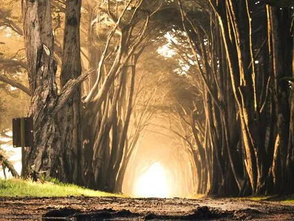 Nature: Practice Morsels