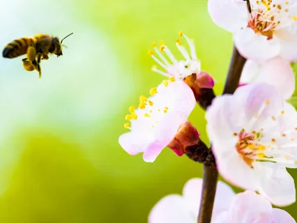 Return Instrumentals: Flowers And Bees