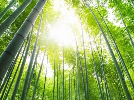 Return Instrumentals: Under The Trees