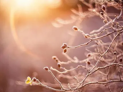 Yoga Nidra: Return Of The Light