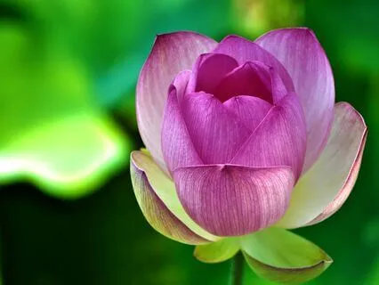 Return To Inner Peace, A Path To Happiness