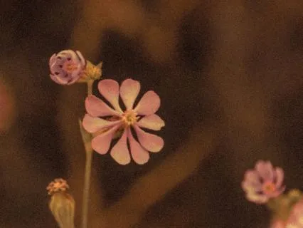 Return To Pleasure | Evening Somatic Meditation