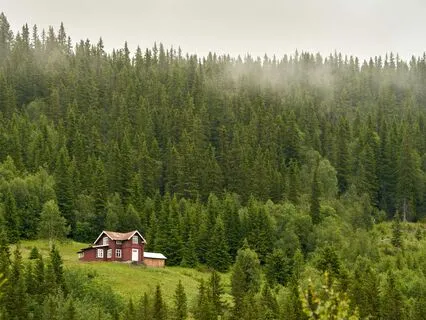 Return To The Forrest Within A Soothing Inner Child Journey