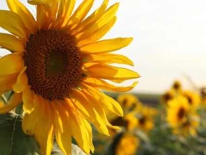 Return To The Heart: A Summer Meditation For Yoga Teachers