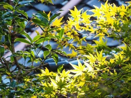 Return To The Heart Of Oneness