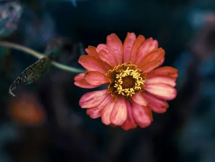 Return To The Mani: The Sovereign Center