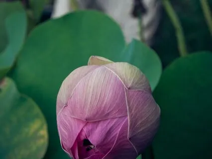 Return To Wholeness Yoga Nidra