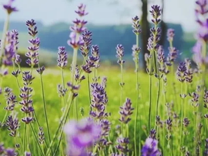 Return To Your Nature 