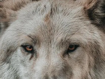 Return To Your Wild Feminine | Connect With Your Wildness