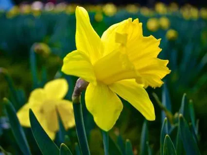 Returning To Gratitude - March 28