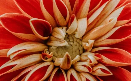 Returning To Our Wild