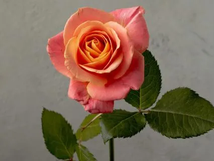 Returning To Power And Potency