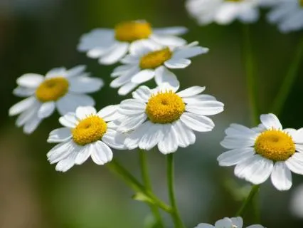 Returning To Safety: A Meditation For Nervous System Balance