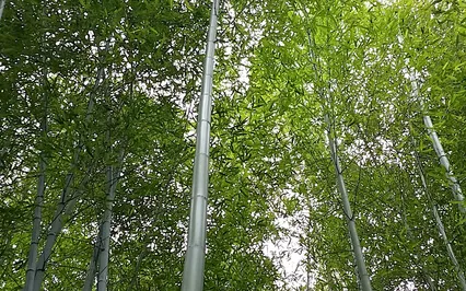 Returning To Your True Nature