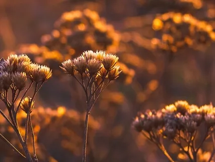 Revealed: Pineal Gland Activation