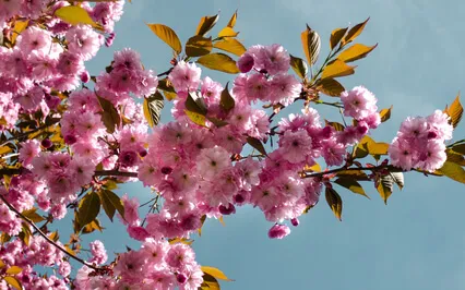 Reverie - Piano, Cello & Flowing Water (Ft. Little Symphony)