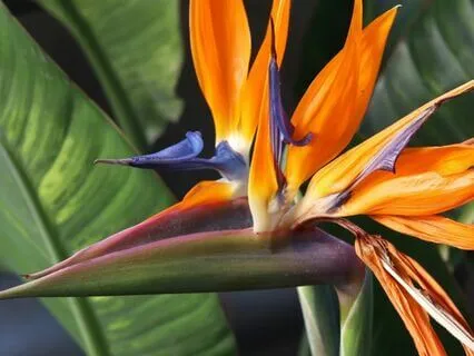 Revive Your Healthcare Calling Meditation