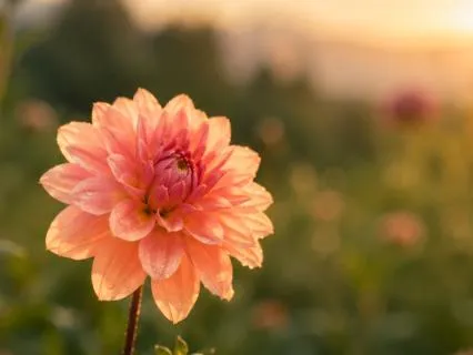 Reviving Your Inner Spark: A Burnout Recovery Meditation
