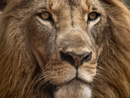 Revocation For The Divine Masculine