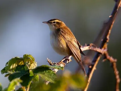 Rewilding Business - A Thorny Issue