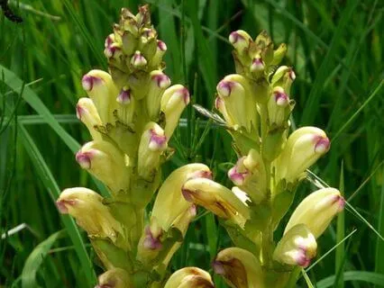 Rewilding Business - New Discoveries